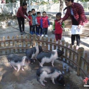 某幼儿园建动物园 养殖50多种动物