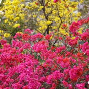 花开成海，颜值爆表，佛山有四海八荒最美的春天！