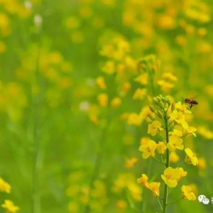 佛山文华公园500㎡油菜花田免费赏，花期持续到4月中！